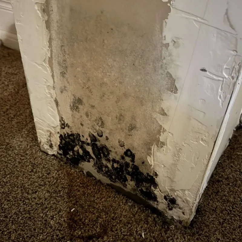 Professional Mold Removal in Gamewell, NC